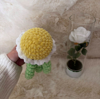 Méduse fleur Pâquerette